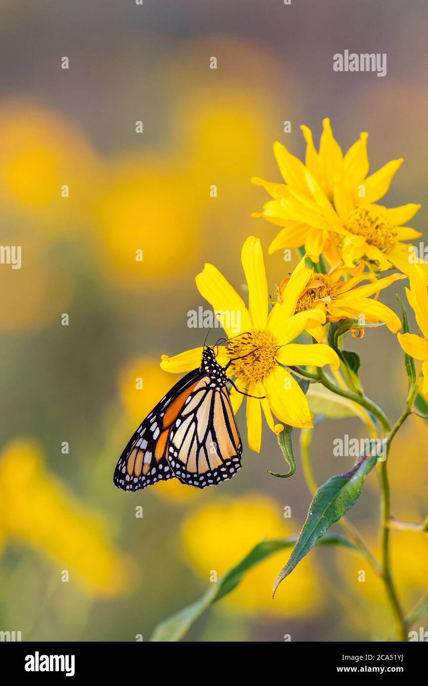 Close up of Monarch Butterfly (Danus plexippus) on Butterweed (Senecio glabellus) Prairie Ridge State Natural Area, Marion Co., Illinois, USA Stock Photo