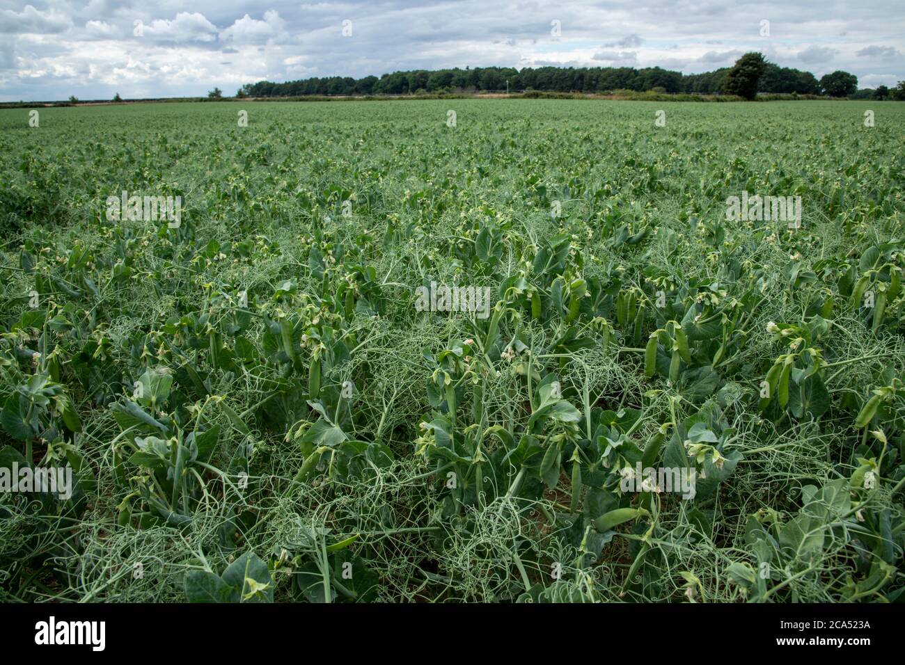 Farmers pea field almost ready for harvesting on a Norfolk summers day. Stock Photo