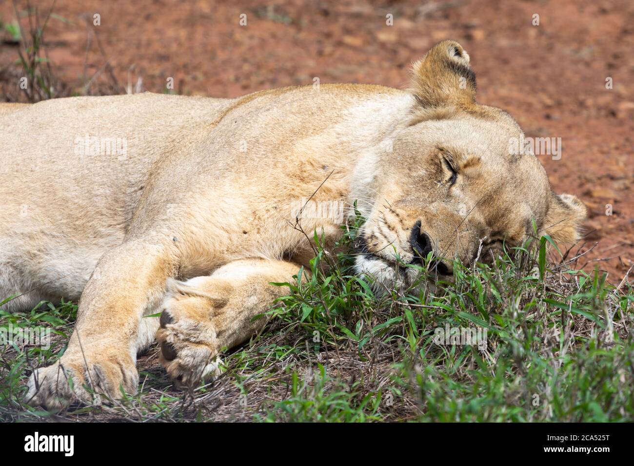 sleeping Female Lion in Hlane National Park, Lubombo Province, Eswatini, southern africa Stock Photo