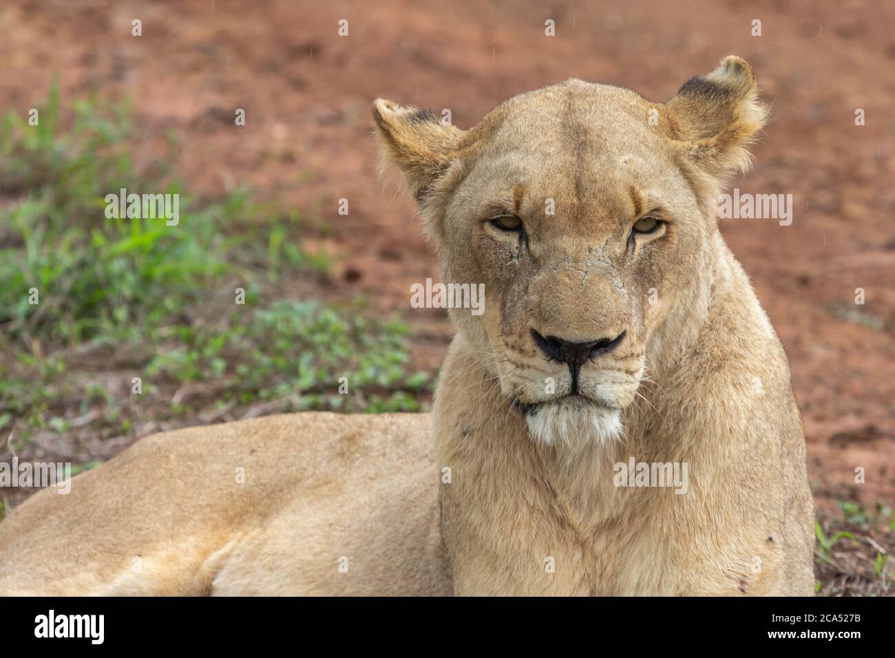 Female Lion in Hlane National Park, Lubombo Province, Eswatini, southern africa Stock Photo