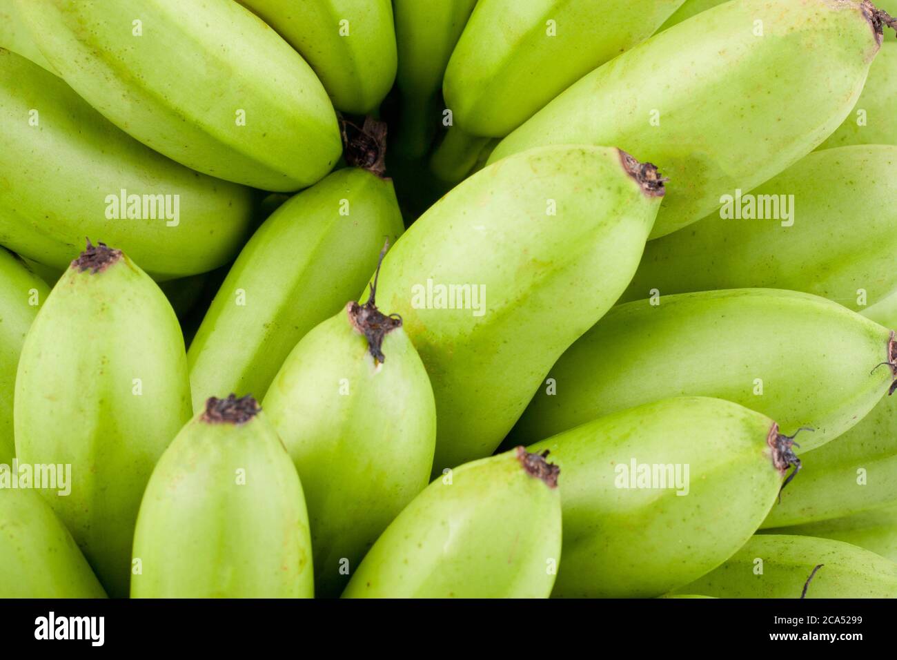 green raw Golden bananas on white background healthy Pisang Mas Banana
