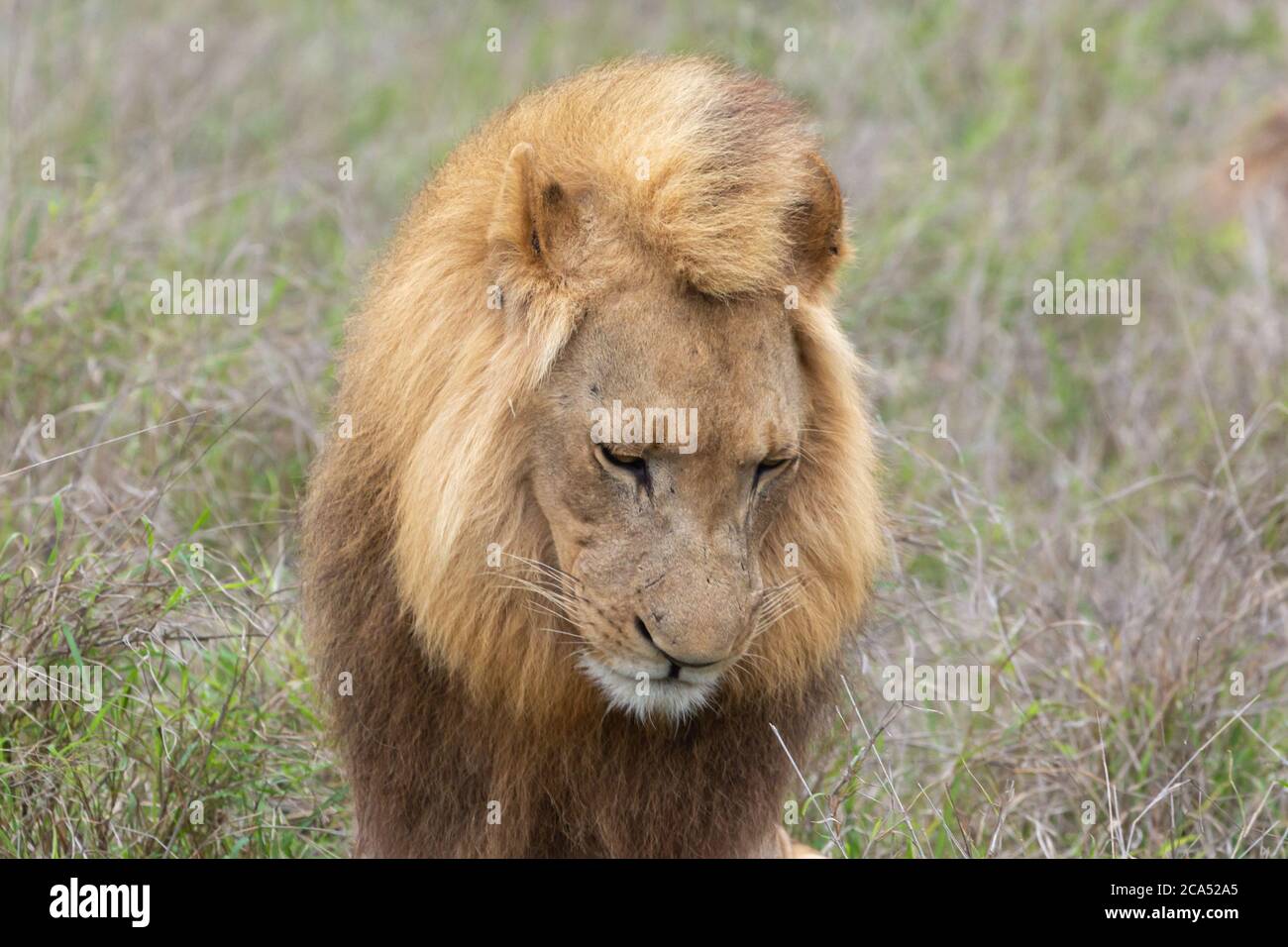 Male Lion in Hlane National Park, Lubombo Province, Eswatini, southern africa Stock Photo