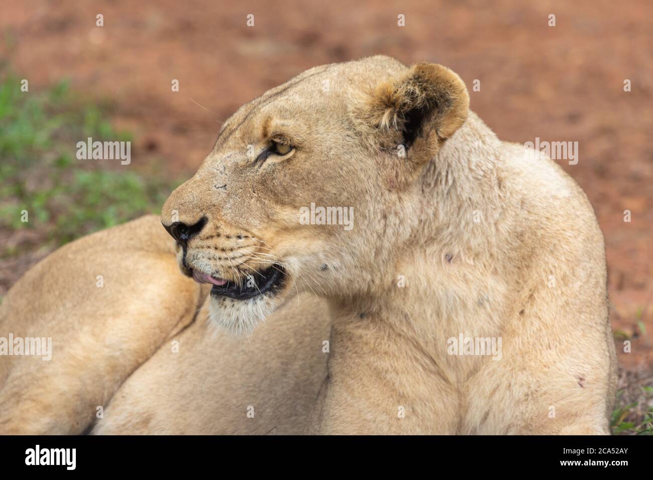 Female Lion in Hlane National Park, Lubombo Province, Eswatini, southern africa Stock Photo