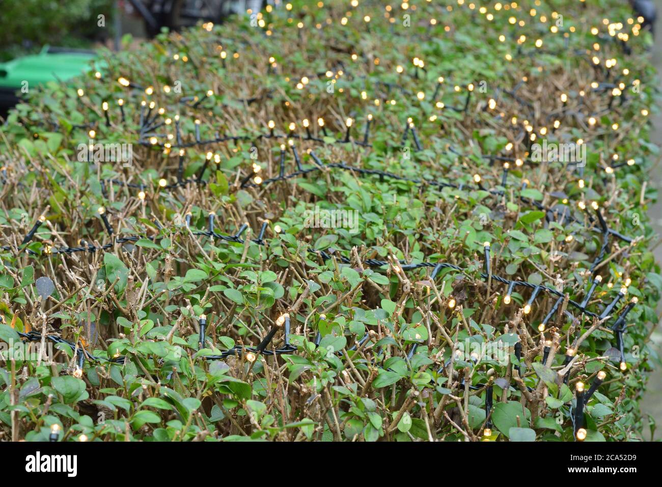 Bokeh and Christmas lights on a hedge on a cloudy day. Depth of field