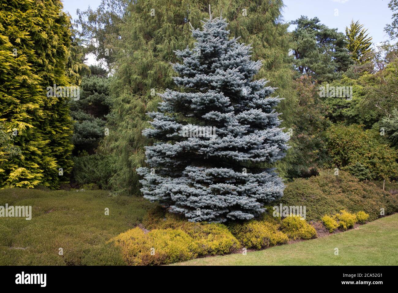 Egham, UK. 3rd August, 2020. A blue spruce (Picea pungens) is pictured in Windsor Great Park. The blue spruce is an evergreen ornamental conifer with Stock Photo