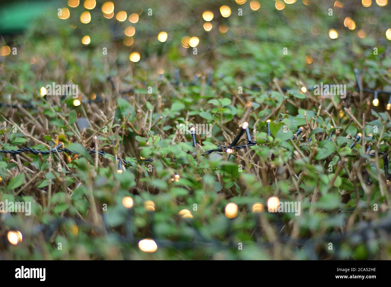 Bokeh and Christmas lights on a hedge on a cloudy day. Depth of field