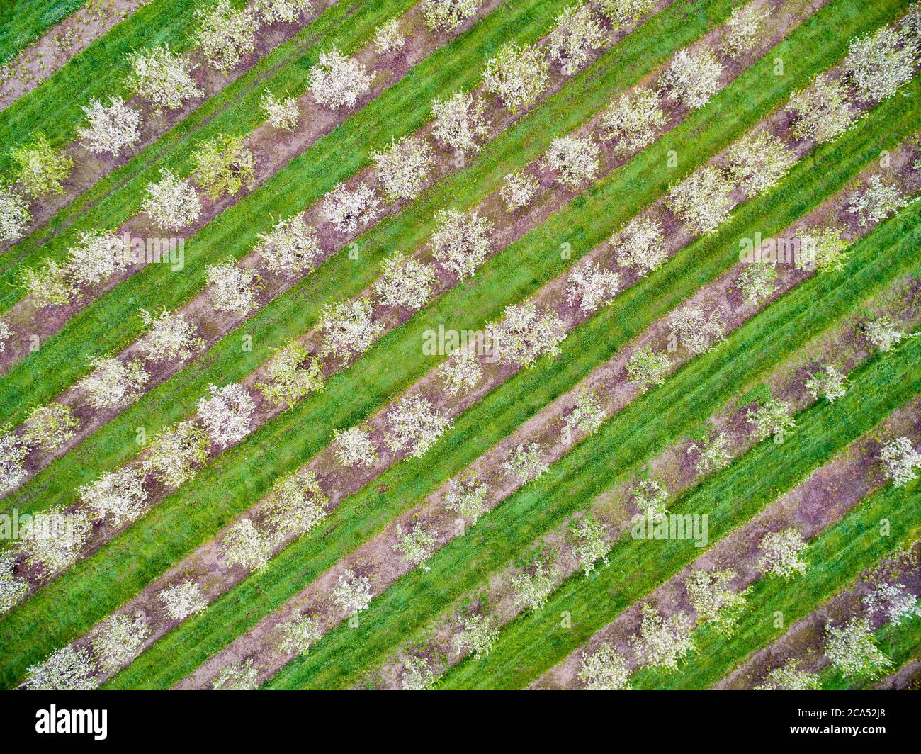Aerial view apple orchard in hi-res stock photography and images - Alamy
