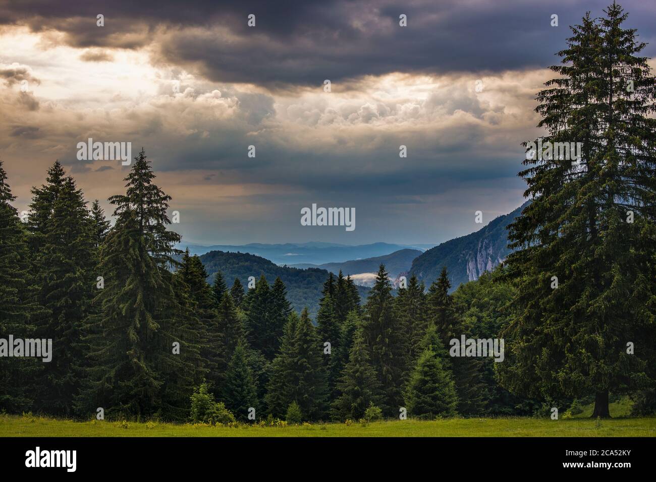 Beautiful landscape with pine forest in the mountains and clouds Stock ...