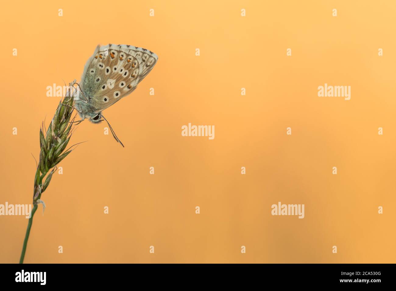 A male Chalkhill Blue butterfly (Polyommatus Coridon) roosting on a grass stem at sunset against an orange background Stock Photo