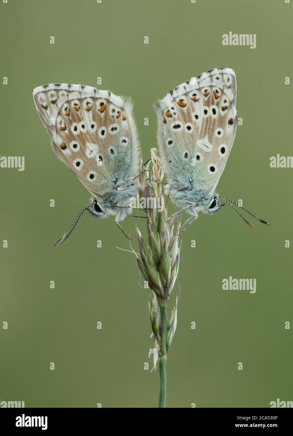 A pair of male Chalkhill Blue butterflies (Polyommatus Coridon) roosting on a grass stem. Stock Photo