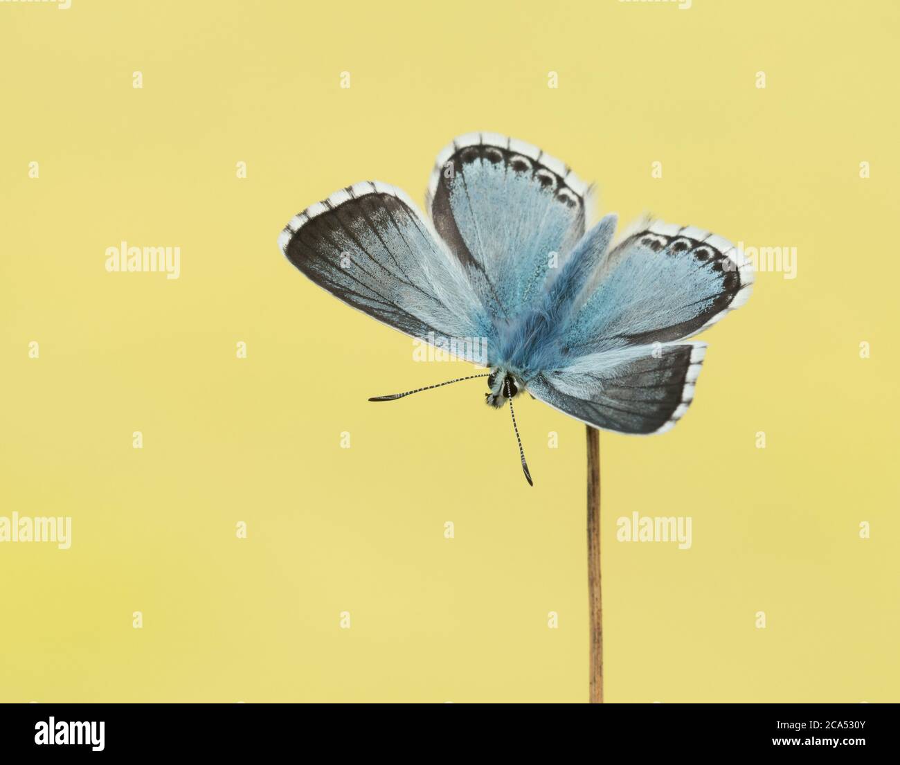 A male Chalkhill Blue butterfly (Polyommatus Coridon) basking with its wings open. Stock Photo