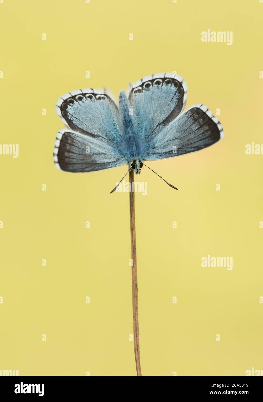 A male Chalkhill Blue butterfly (Polyommatus Coridon) basking with its wings open. Stock Photo