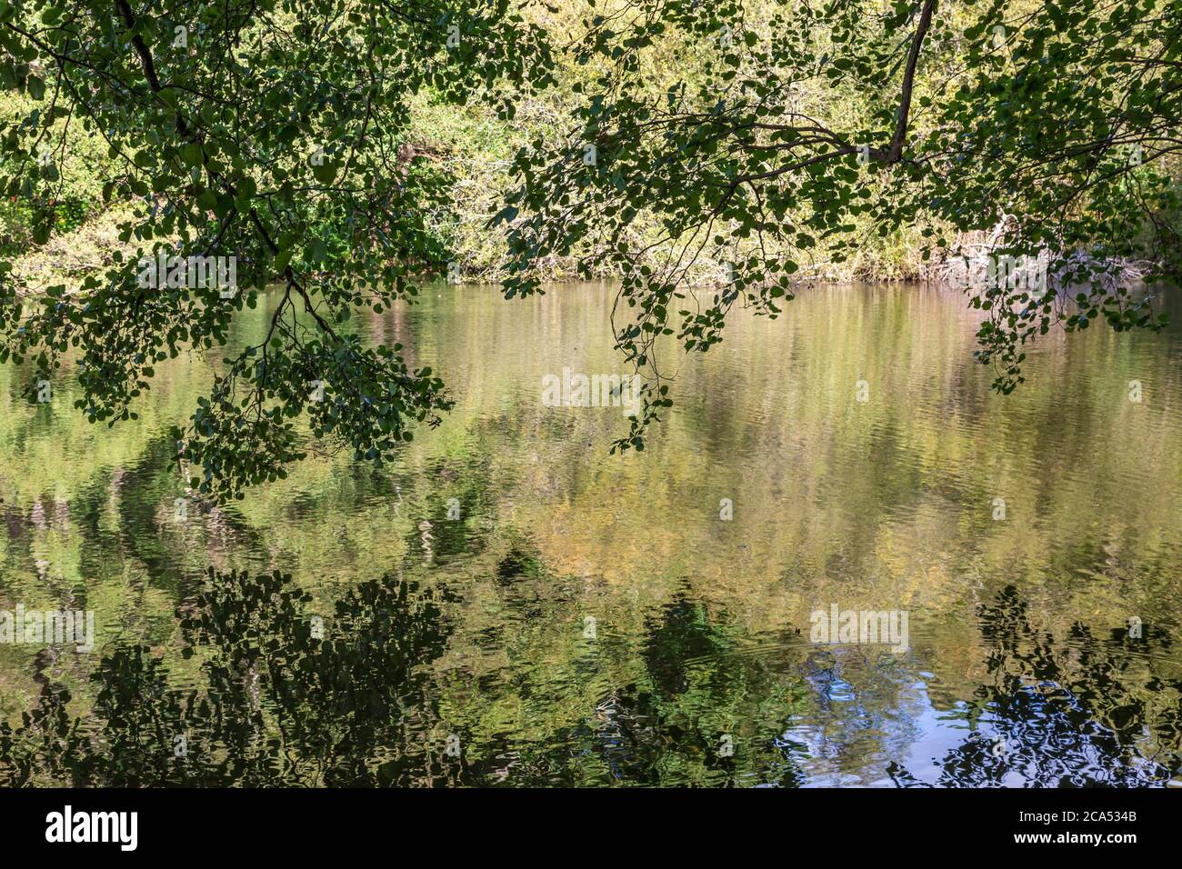 Tree reflections in a lake Stock Photo - Alamy