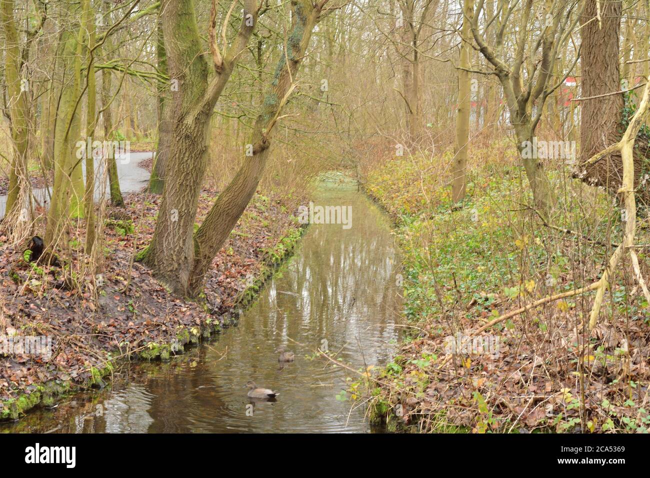 Wild trees by the river on an autumn morning in a Dutch city. Autumn. Stock Photo