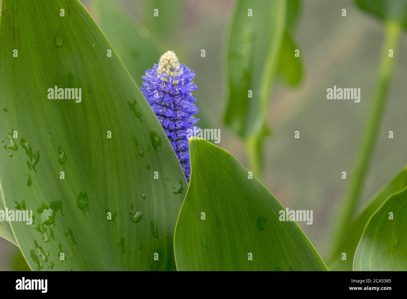 The Pickerel Weed flower gives a special touch in the landscape Stock Photo