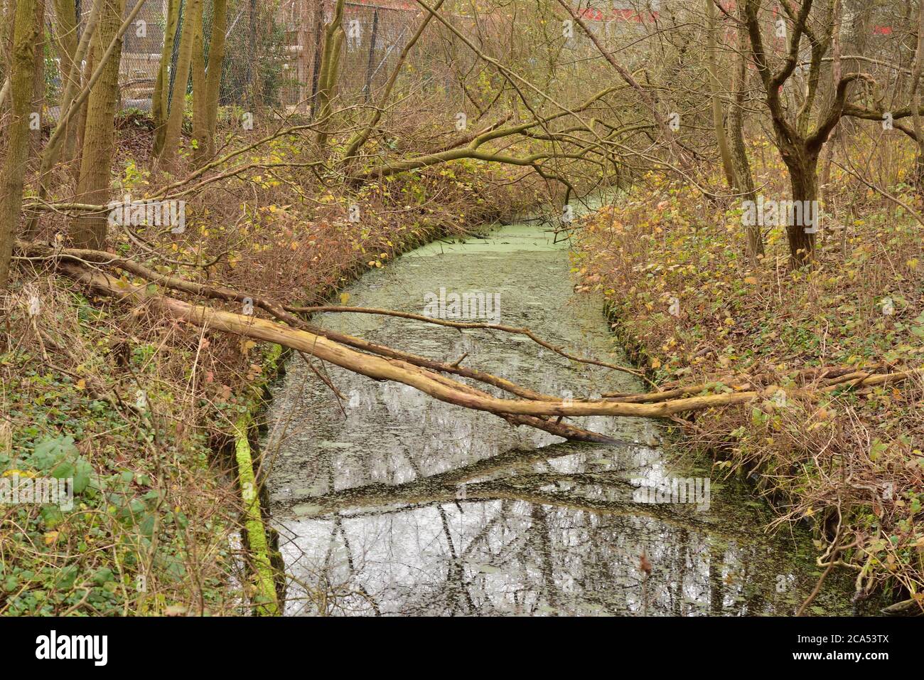 Wild trees by the river on an autumn morning in a Dutch city. Autumn. Stock Photo