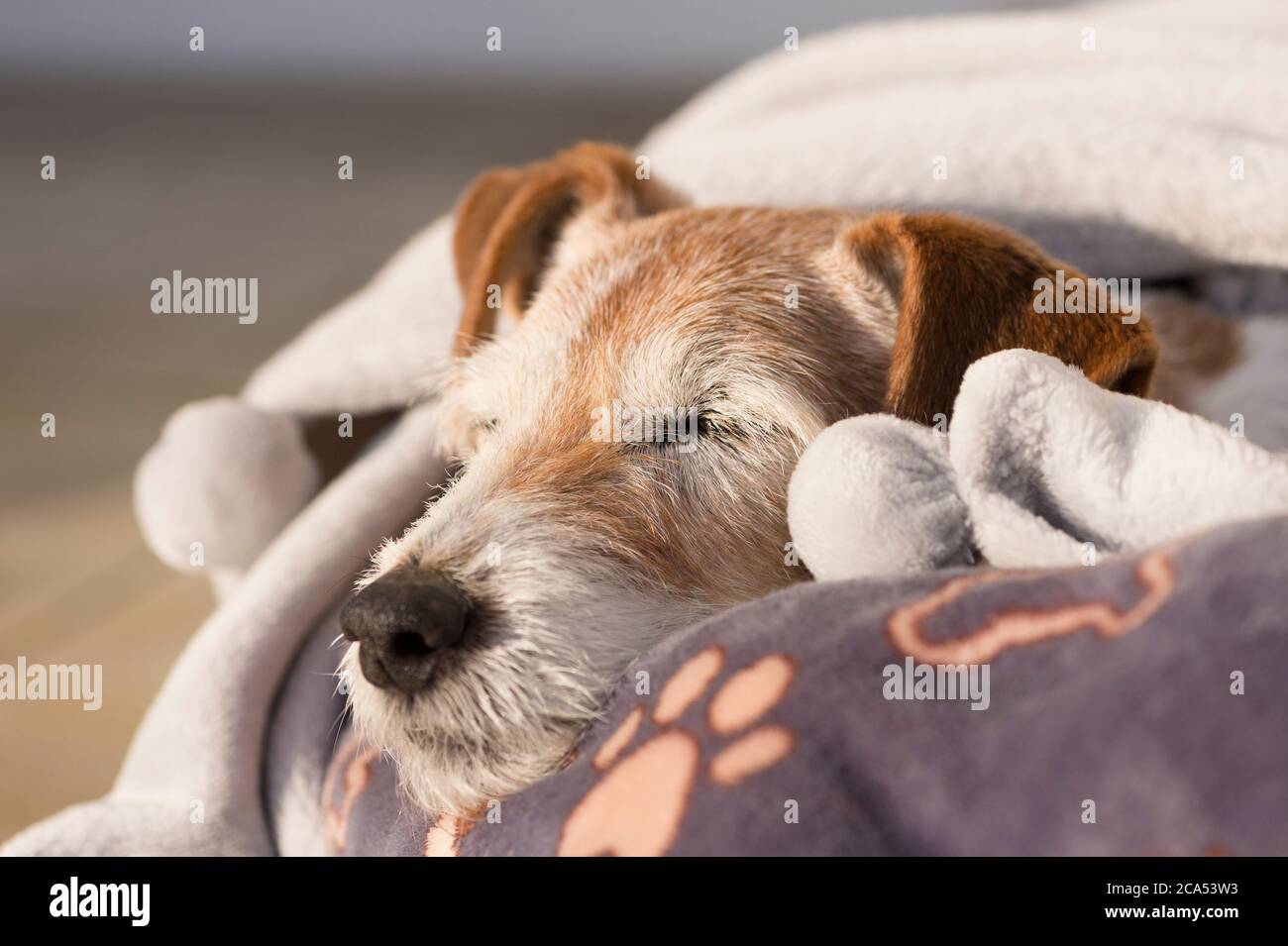 Senior Dog Sleeping in the Sun Stock Photo Alamy