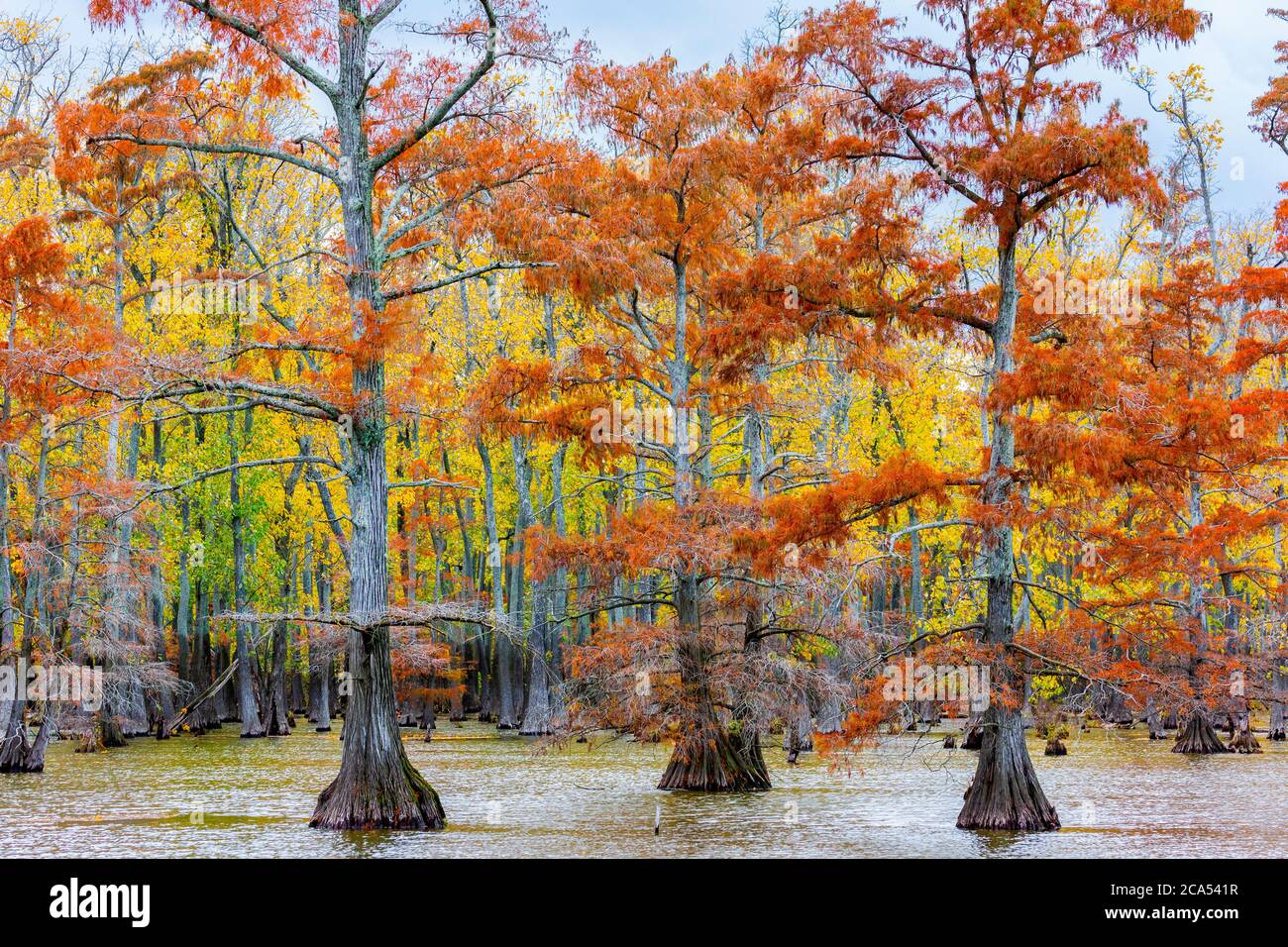 Cypress tree lake hi-res stock photography and images - Alamy