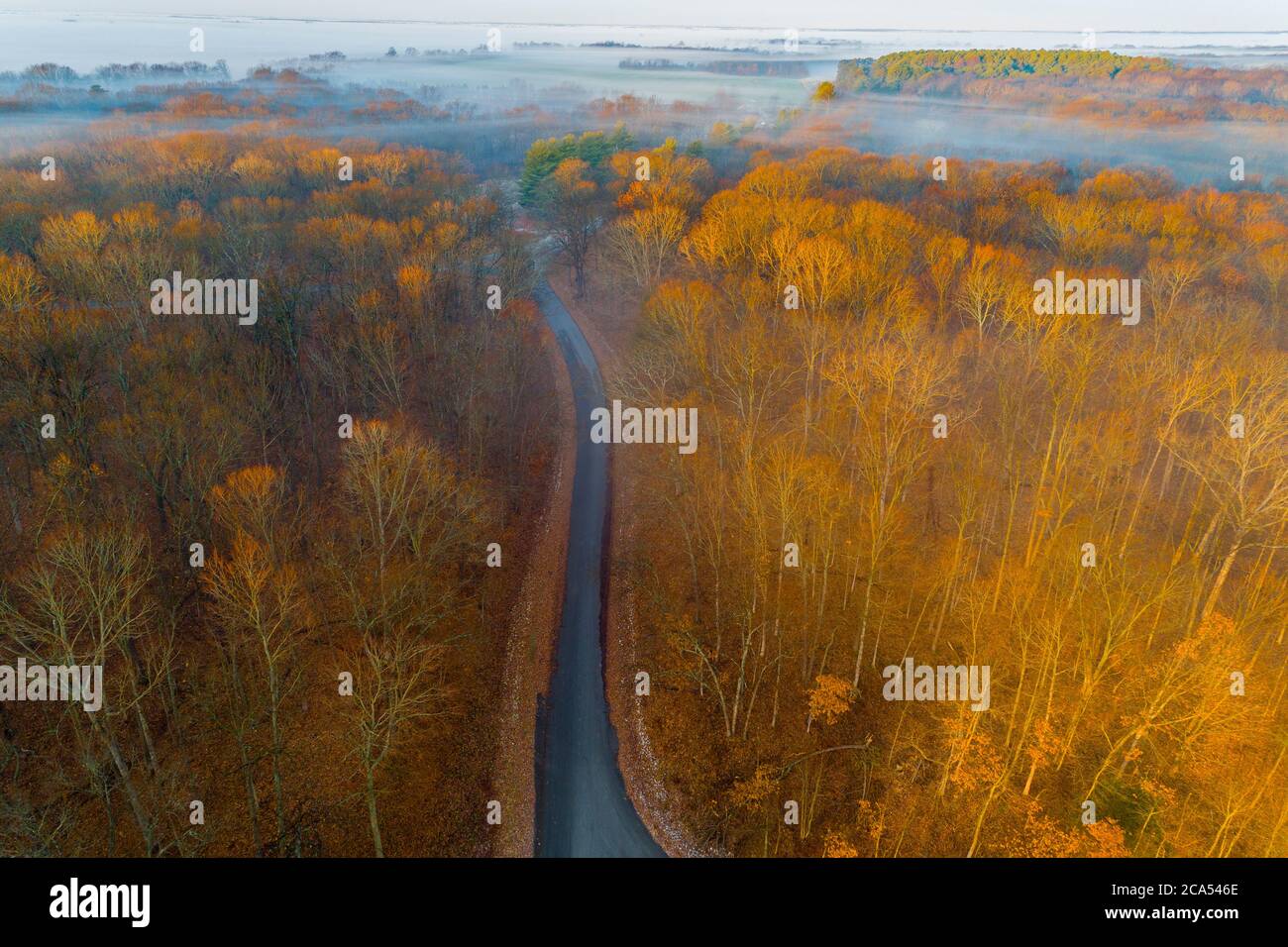 Aerial view of road in forest, Stephen A. Forbes State Park, Marion Co., Illinois, USA Stock Photo