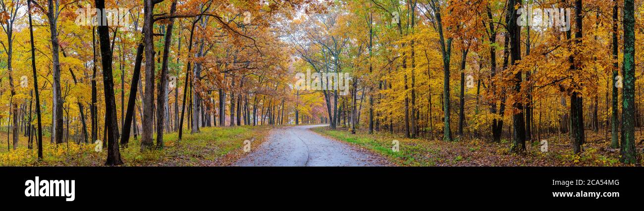 View of road in forest, Stephen A. Forbes State Park, Marion Co., Illinois, USA Stock Photo