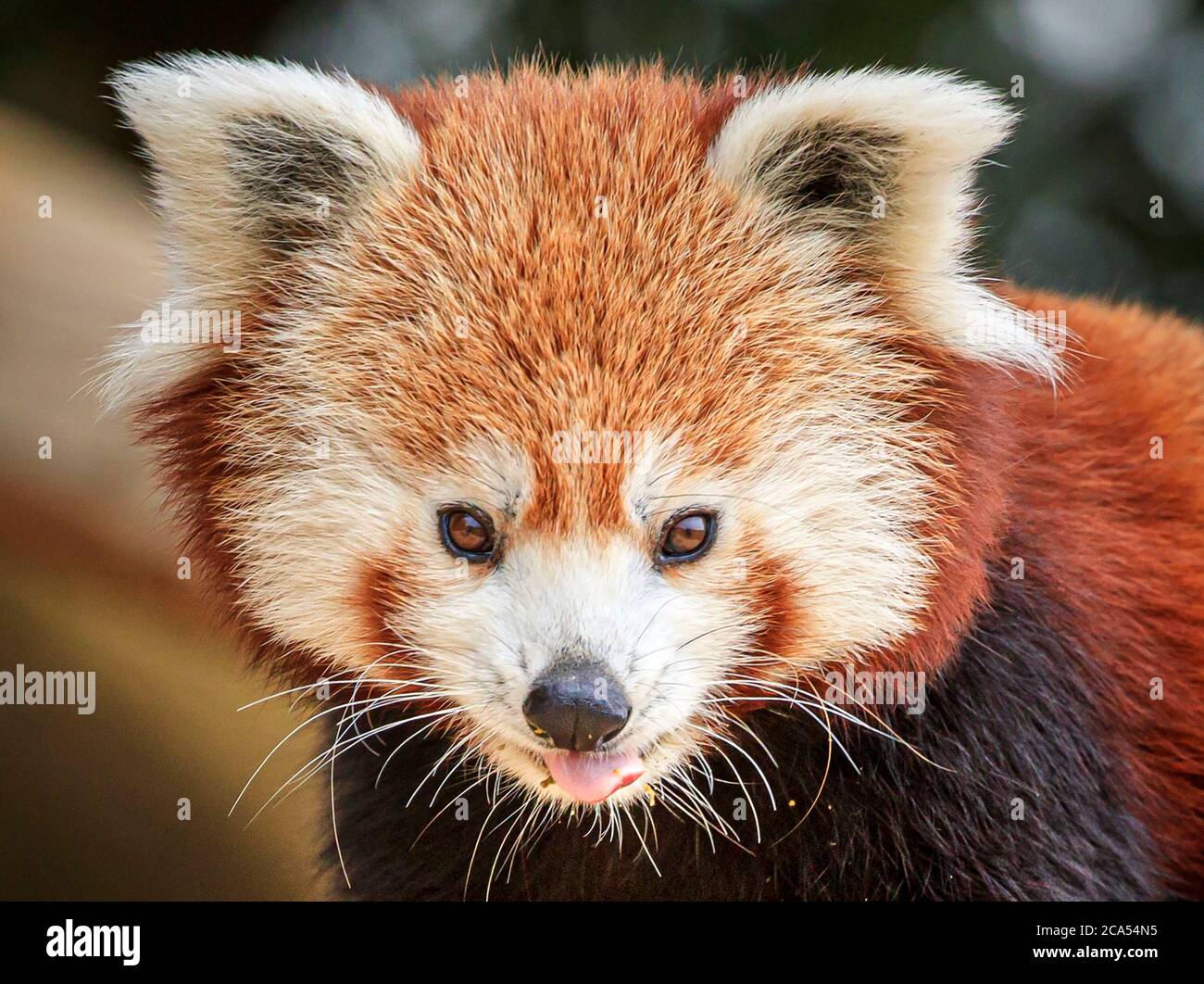 A red panda at the Yorkshire Wildlife Park in Doncaster as the park