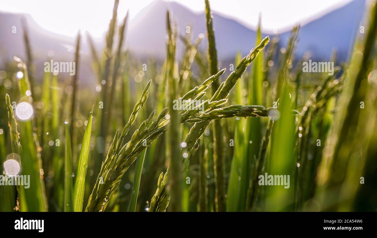 Rice field dew sunset hi-res stock photography and images - Alamy