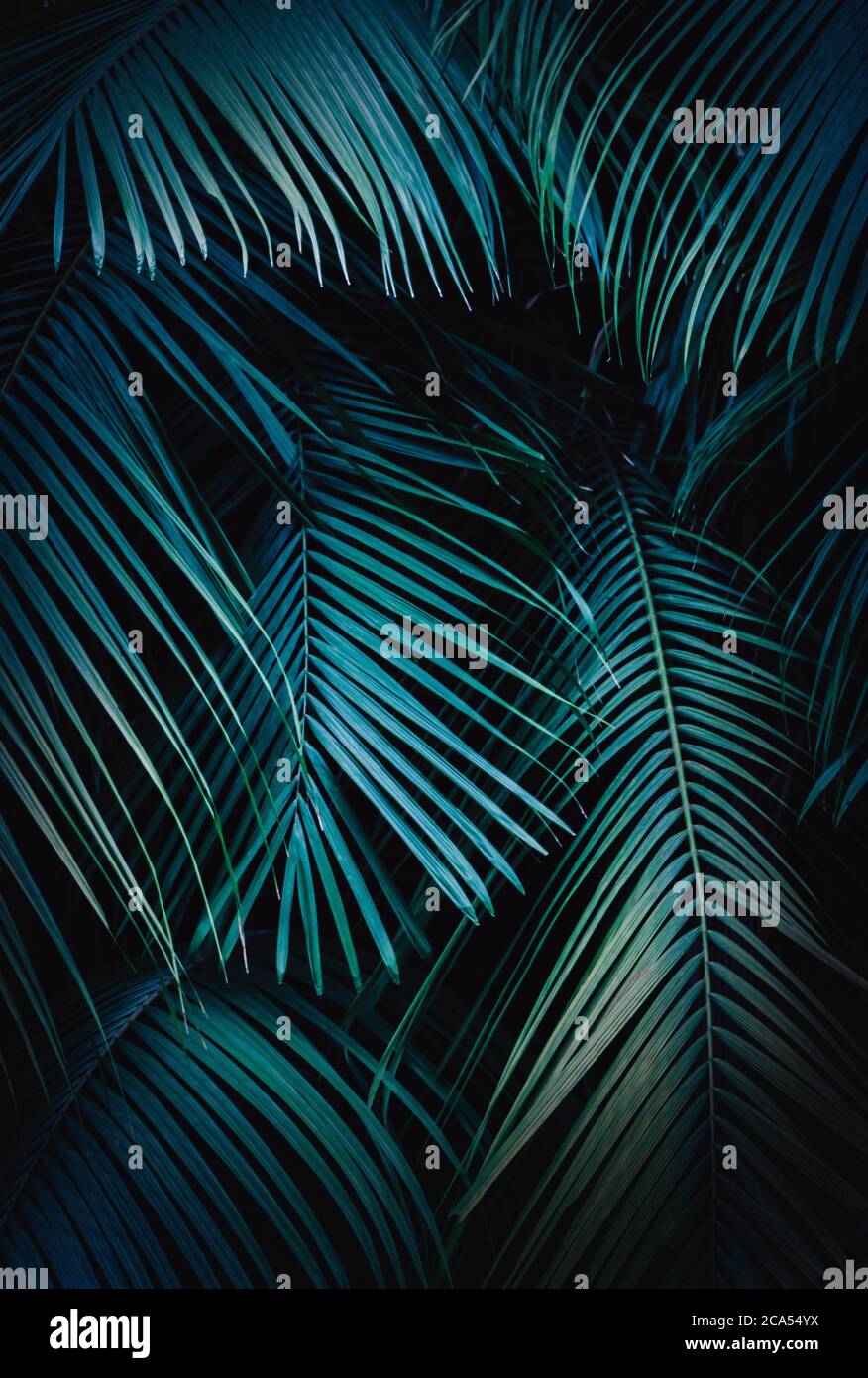 Tropical jungle background texture with palm tree leaves and a blue hue Stock Photo
