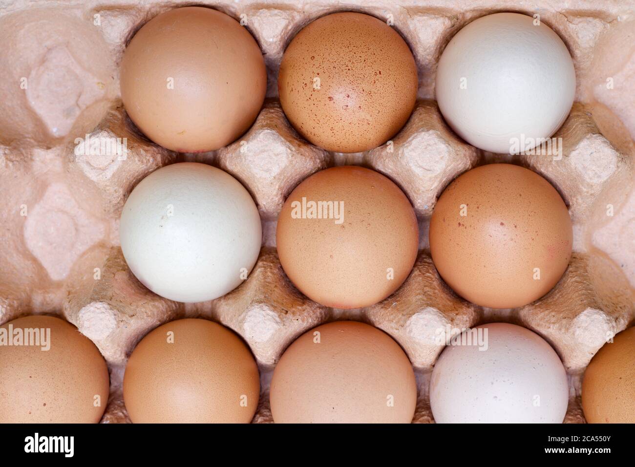 Cardboard tray of brown and white hens eggs with spaces Stock Photo