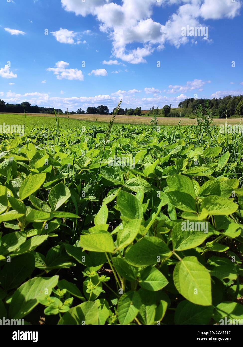 Soybean plantation hi-res stock photography and images - Alamy