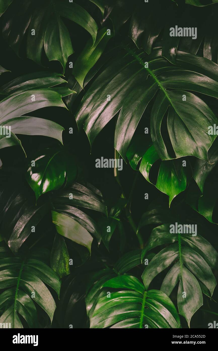Tropical jungle foliage background texture with dark green Monstera leaves. Stock Photo