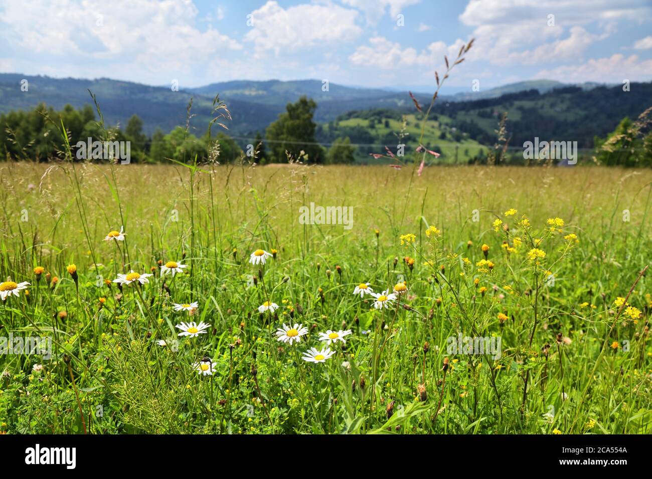 Wildflowers in Zywiec Beskids (Beskid Zywiecki) in Poland. Silesia region nature. Stock Photo