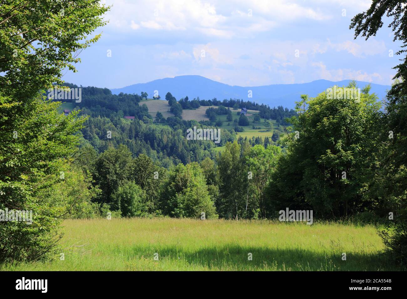 Meadow landscape in Zywiec Beskids (Beskid Zywiecki) in Poland. Silesia region nature. Stock Photo