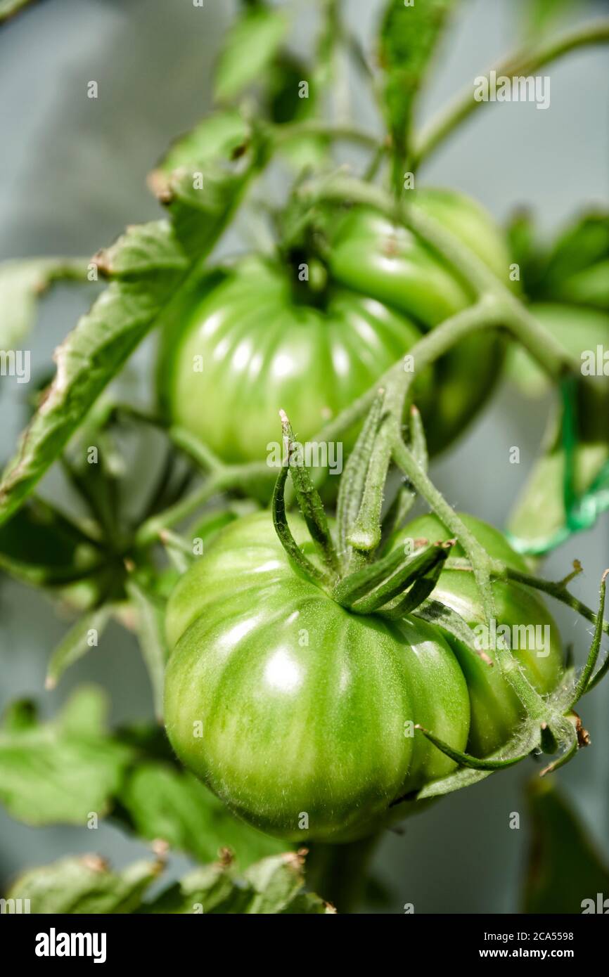 Auf dem Balkon selbst gezogene noch gruene coeur de boeuf Tomaten Stock Photo