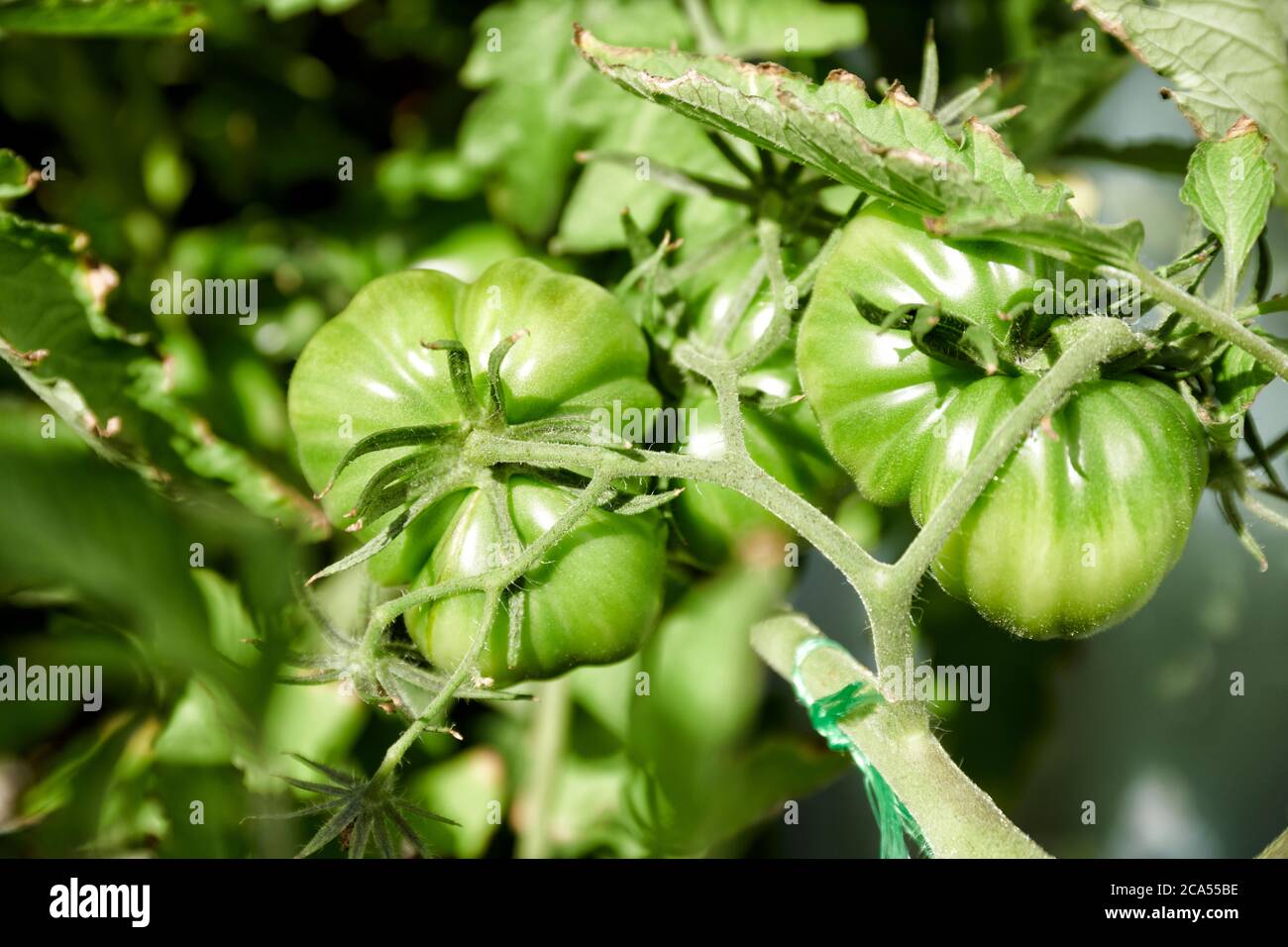 Auf dem Balkon selbst gezogene noch gruene coeur de boeuf Tomaten Stock Photo