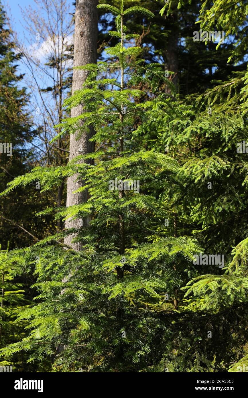 Young European silver fir tree (Abies alba) in Poland. Stock Photo