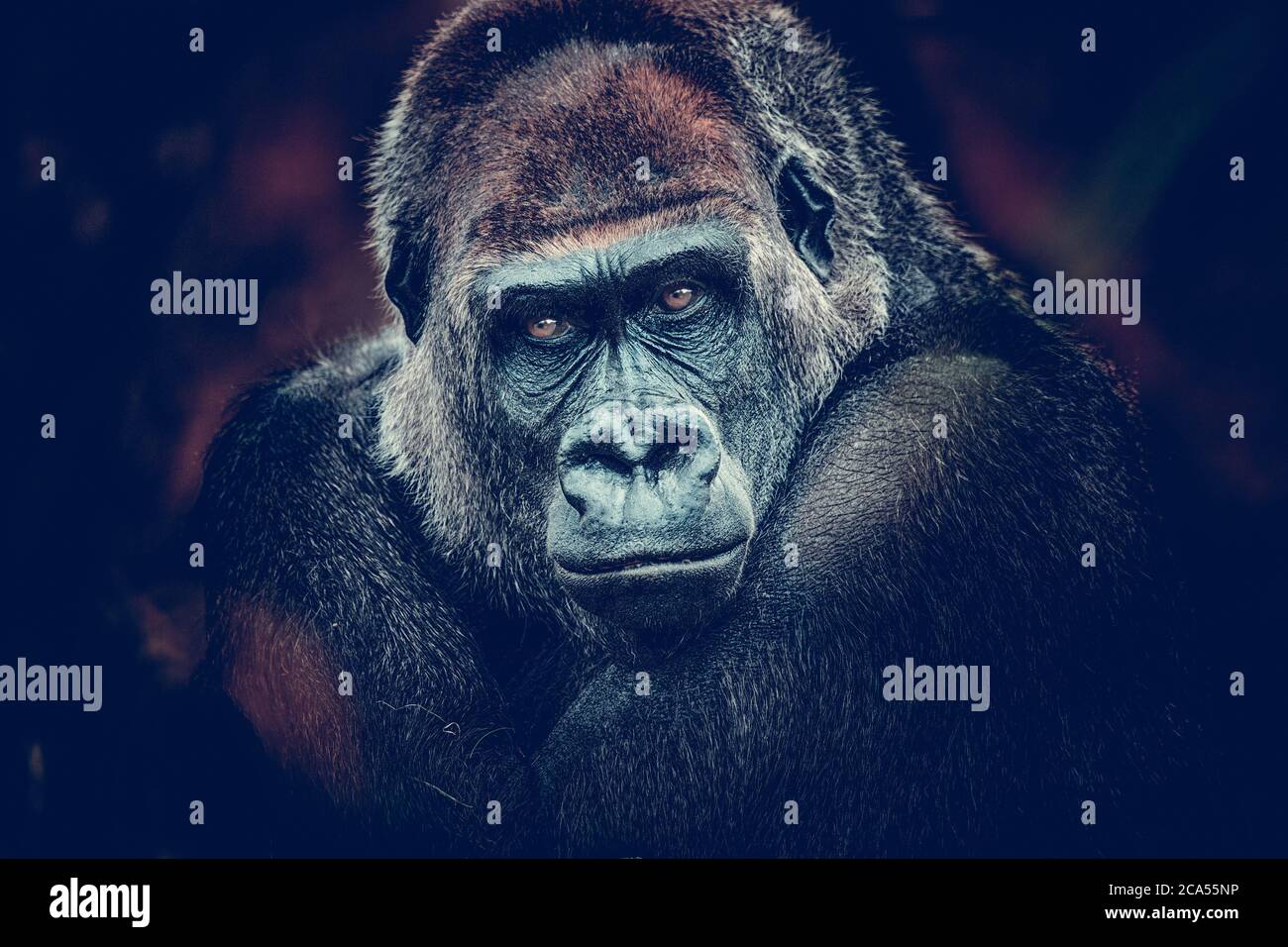 gorilla dangerous look dark background. Stock Photo