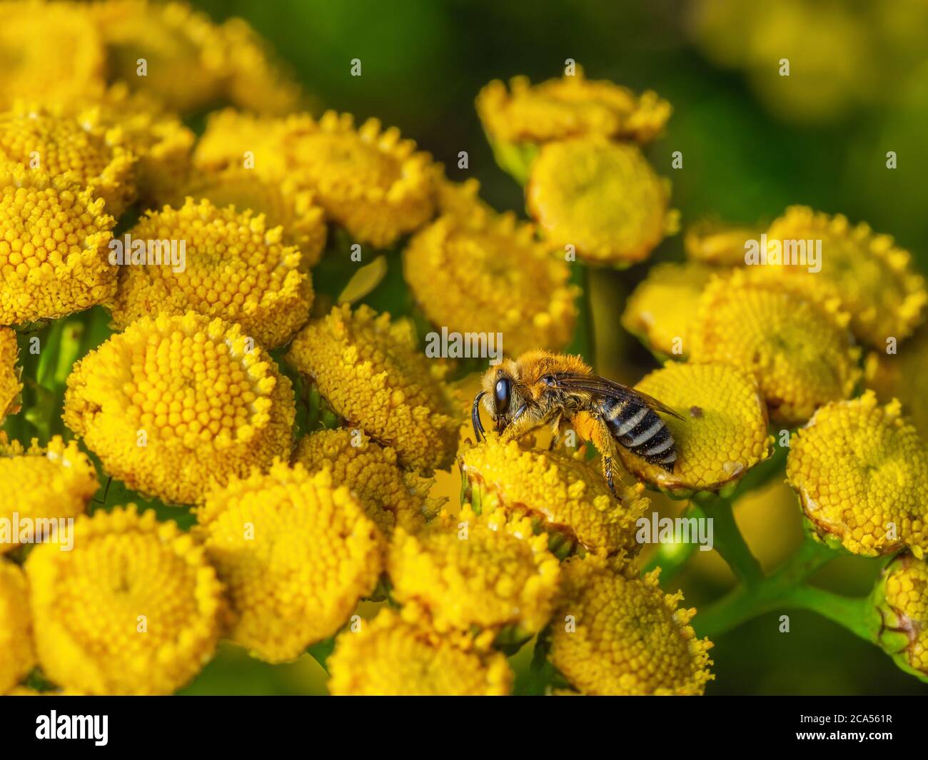 Close-up of western honey bee collecting nectar from common tansy flowers (Tanacetum vulgare). Visible how pollen grains stick to bee's body. Stock Photo