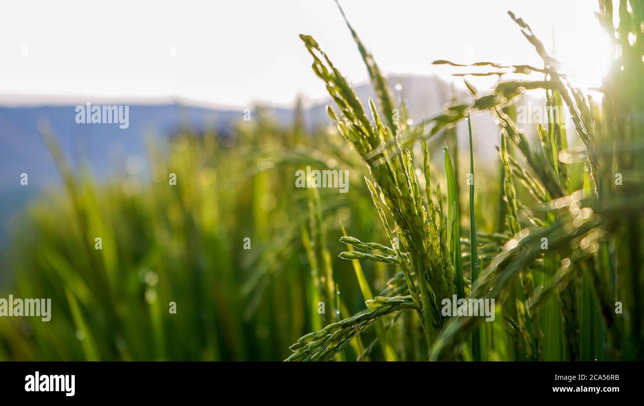 Rice field dew sunset hi-res stock photography and images - Alamy