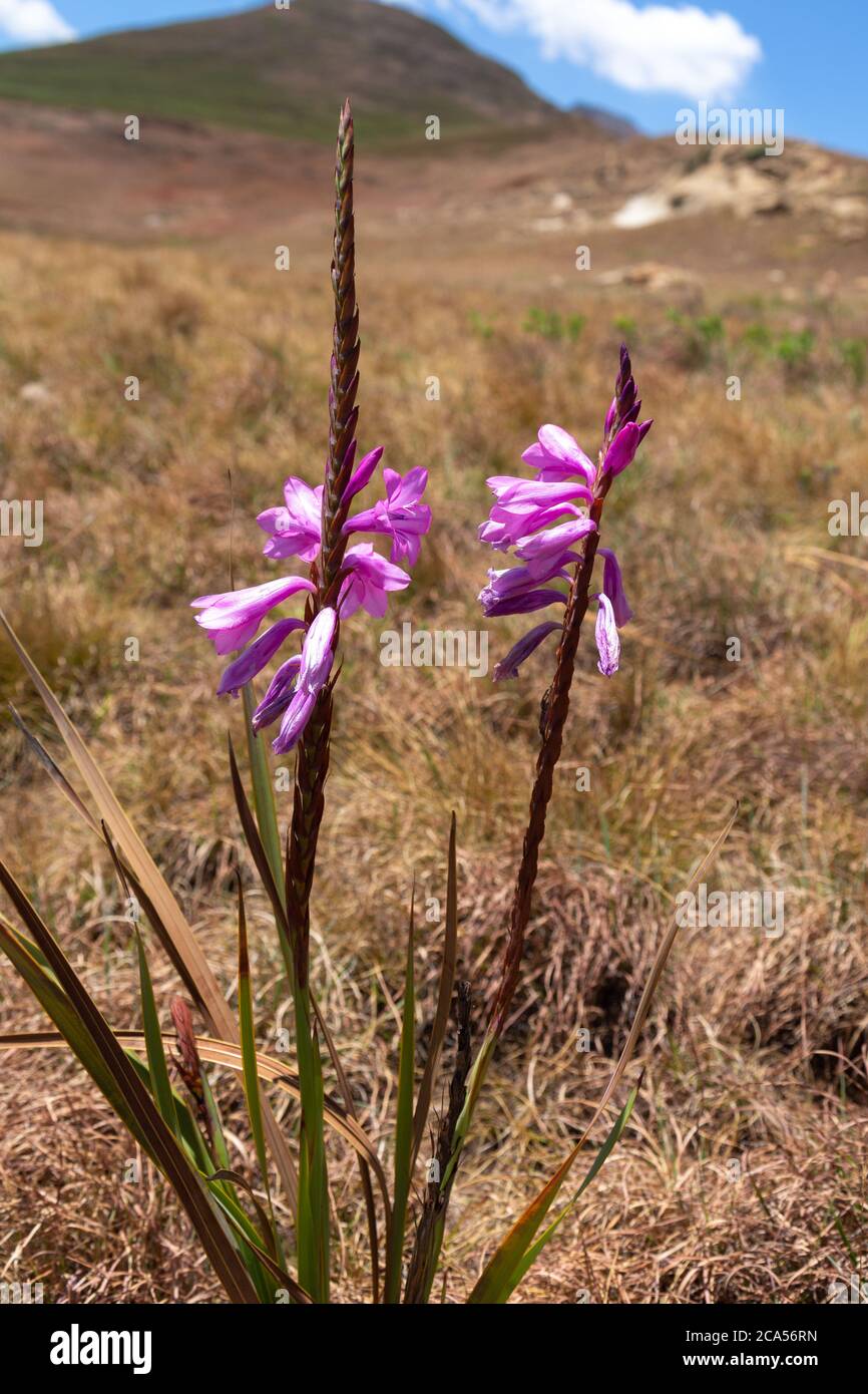 Watsonia lepida in the Golden Gate Highlands National Park, Freestate, South Africa Stock Photo