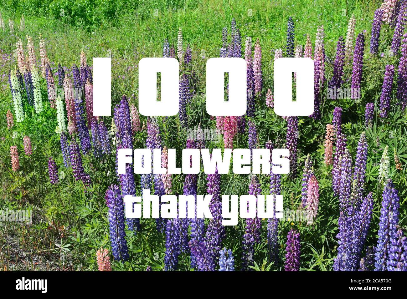 1000 followers. Social media follower milestone. Thank you sign. Stock Photo