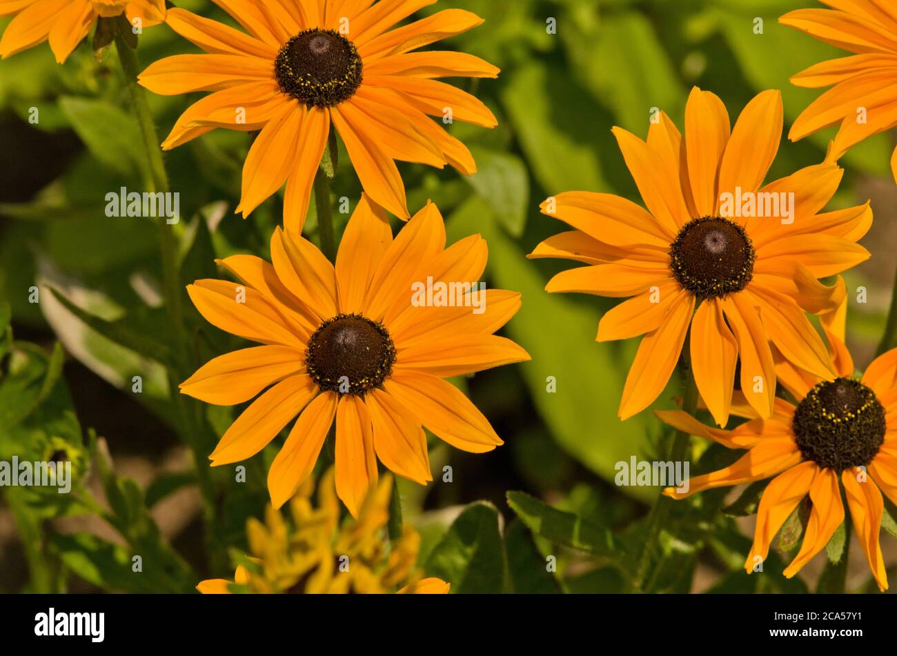 Rudbeckia Hirta Ruby Gold Stock Photo Alamy
