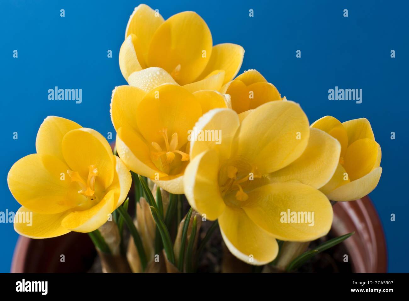 Crocus, Goldilocks Stock Photo