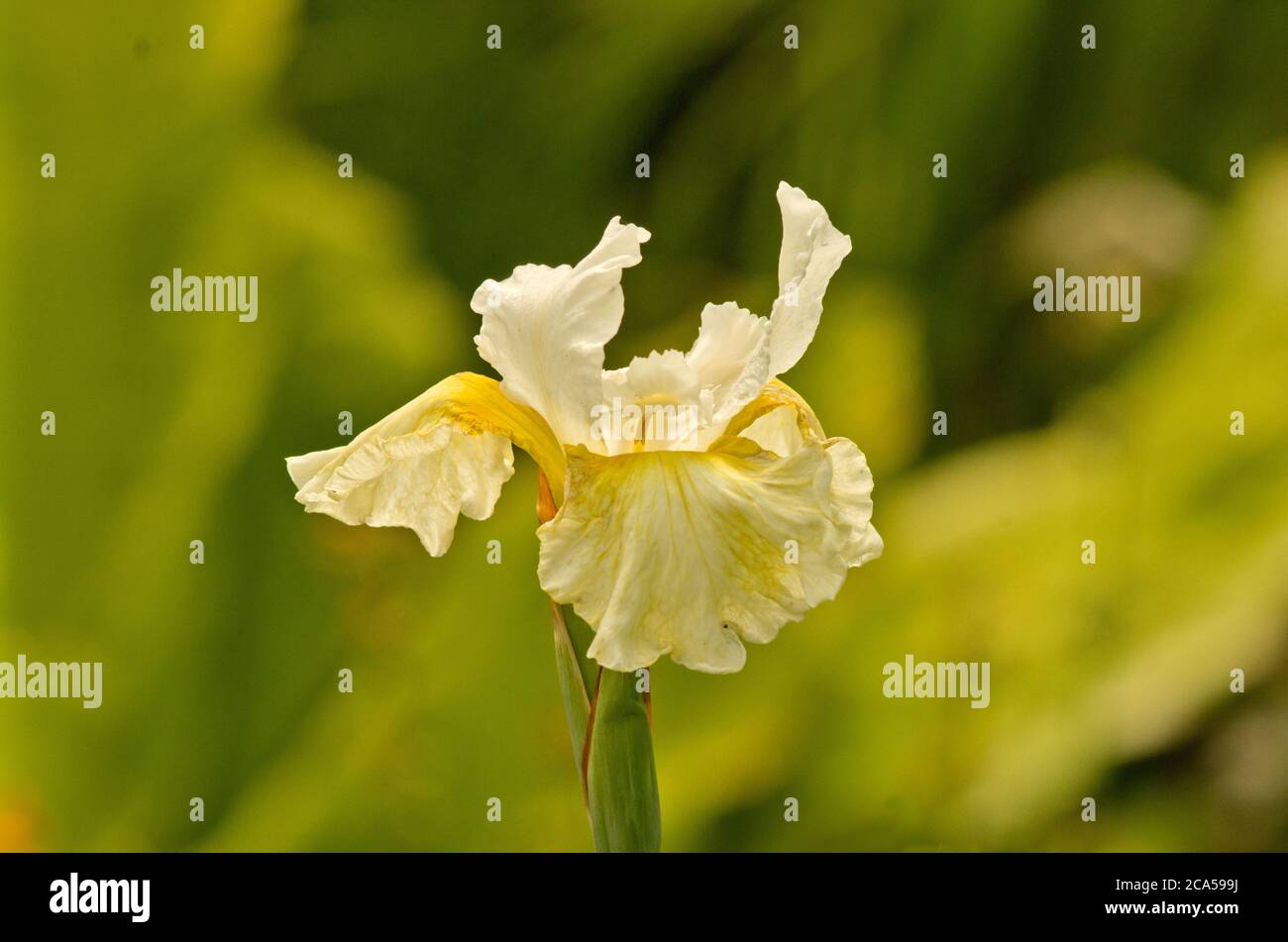 Iris Siberica 'Erste Sahne' Stock Photo