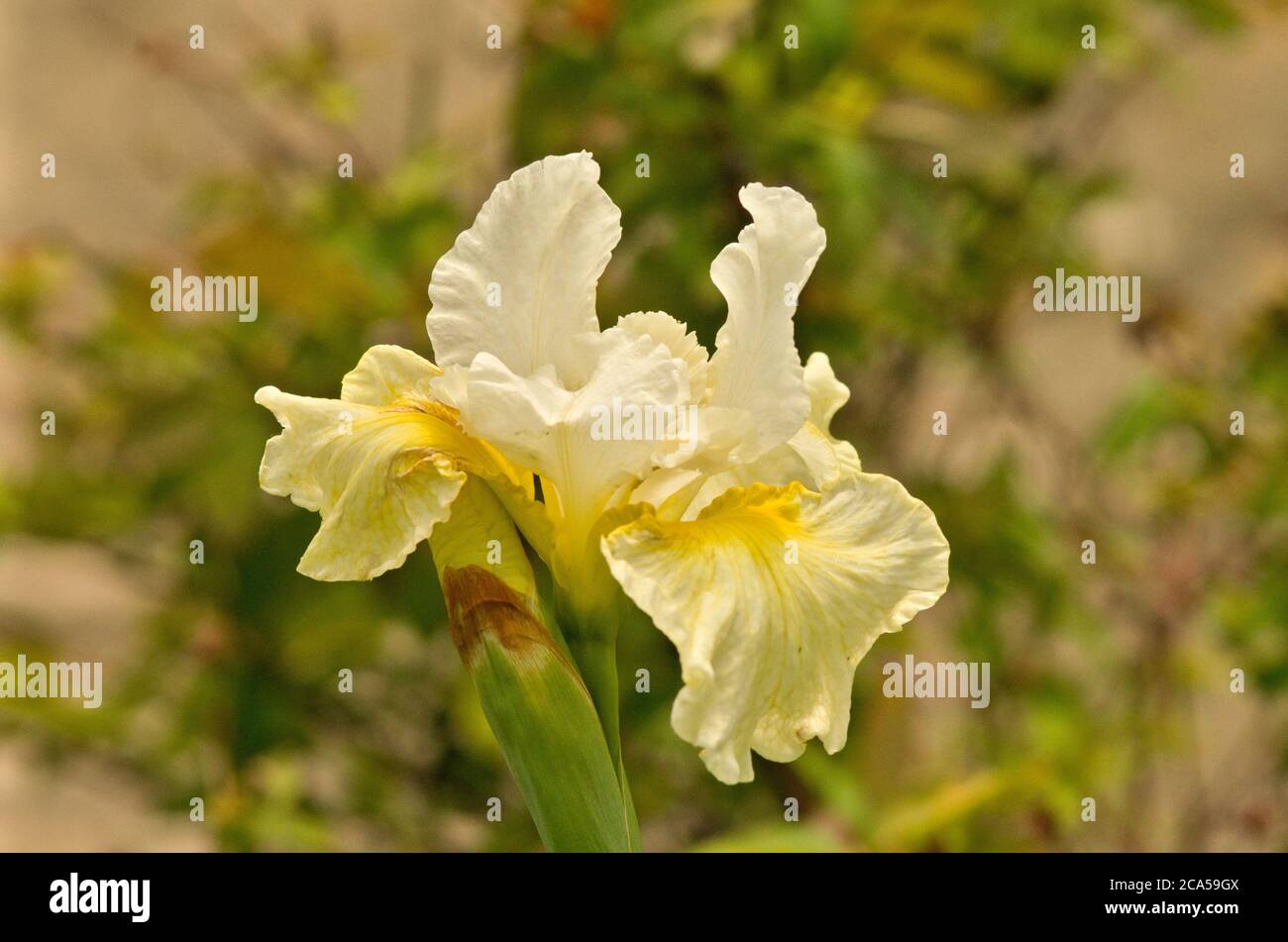 Iris Siberica 'Erste Sahne' Stock Photo