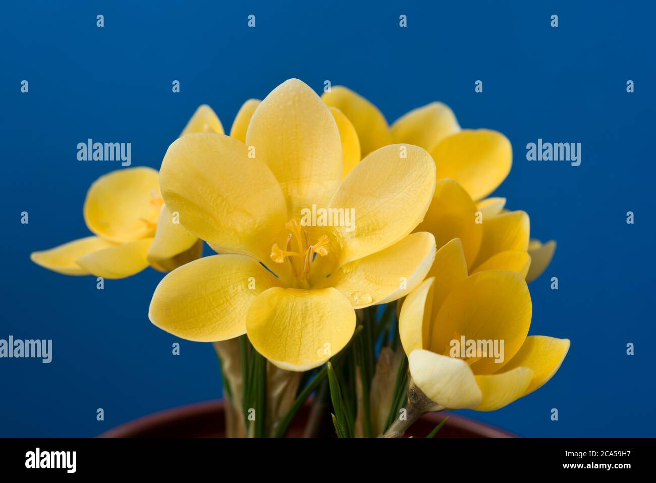 Crocus, Goldilocks Stock Photo