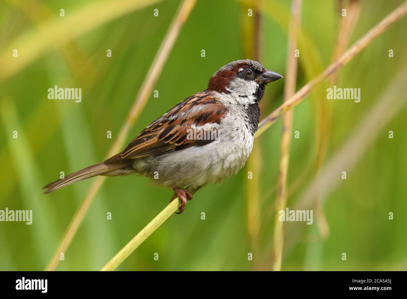 Close up of a male house sparrow (passer domesticus) perched on a branch Stock Photo