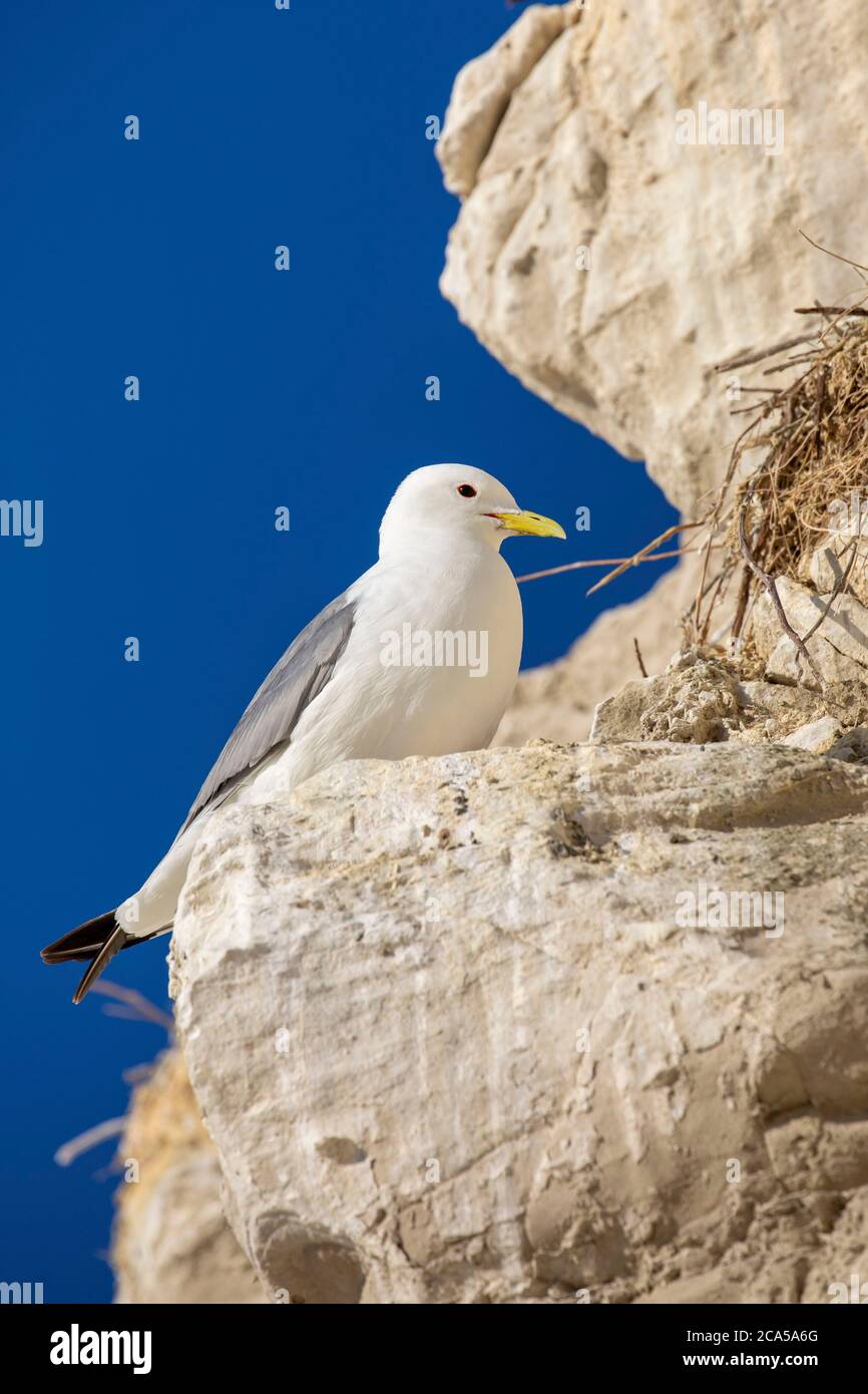Nest caps hi-res stock photography and images - Alamy