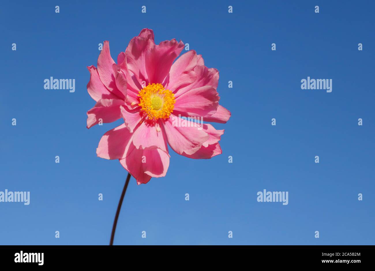Close up of a single pink Japanese Anemone flower Stock Photo