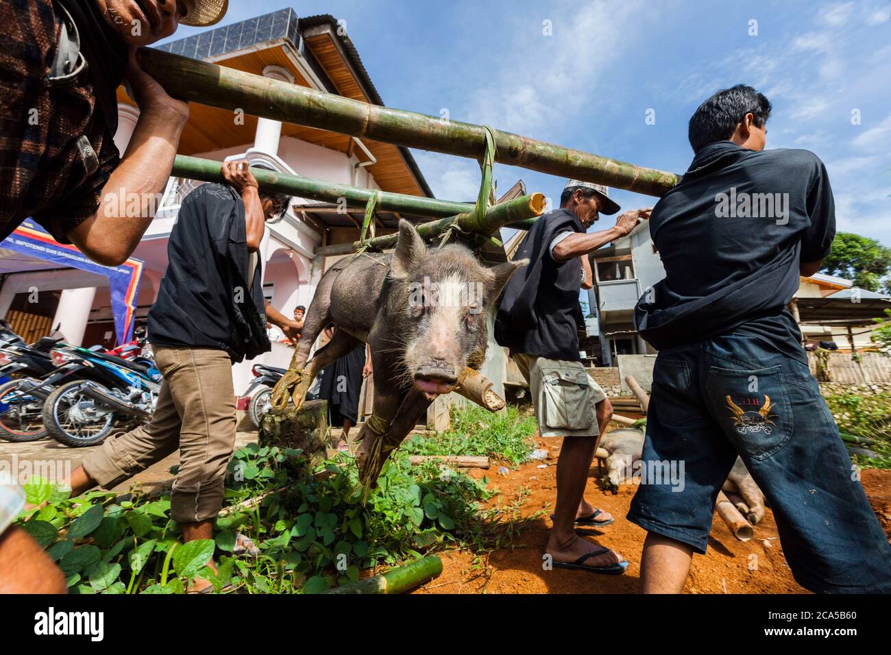 Indonesia, Sulawesi, Tana Toraja, Makale, funeral ceremony, procession and men carrying pigs to be sacrificed Stock Photo