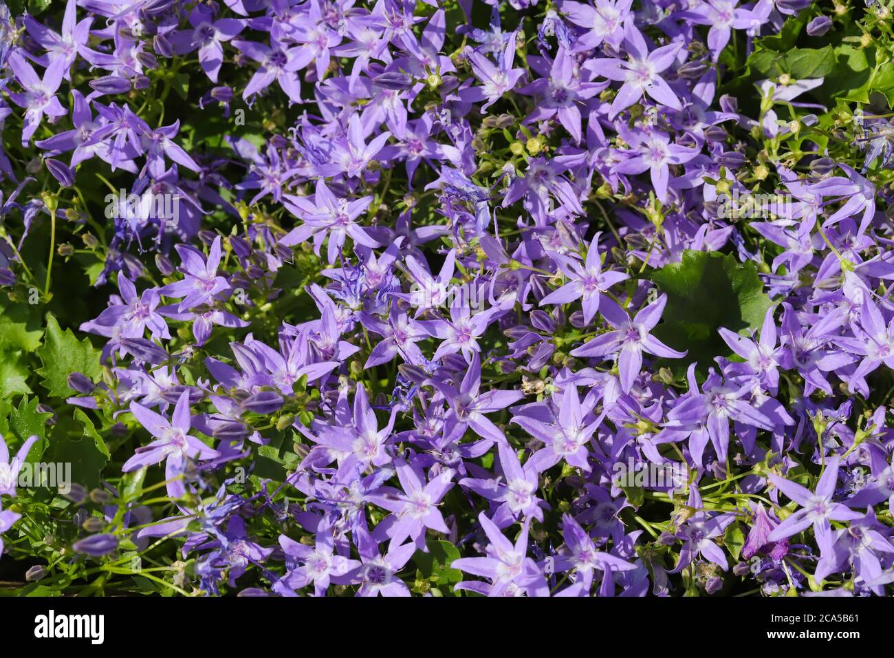 Close up of a mass of purple campanula flowers Stock Photo